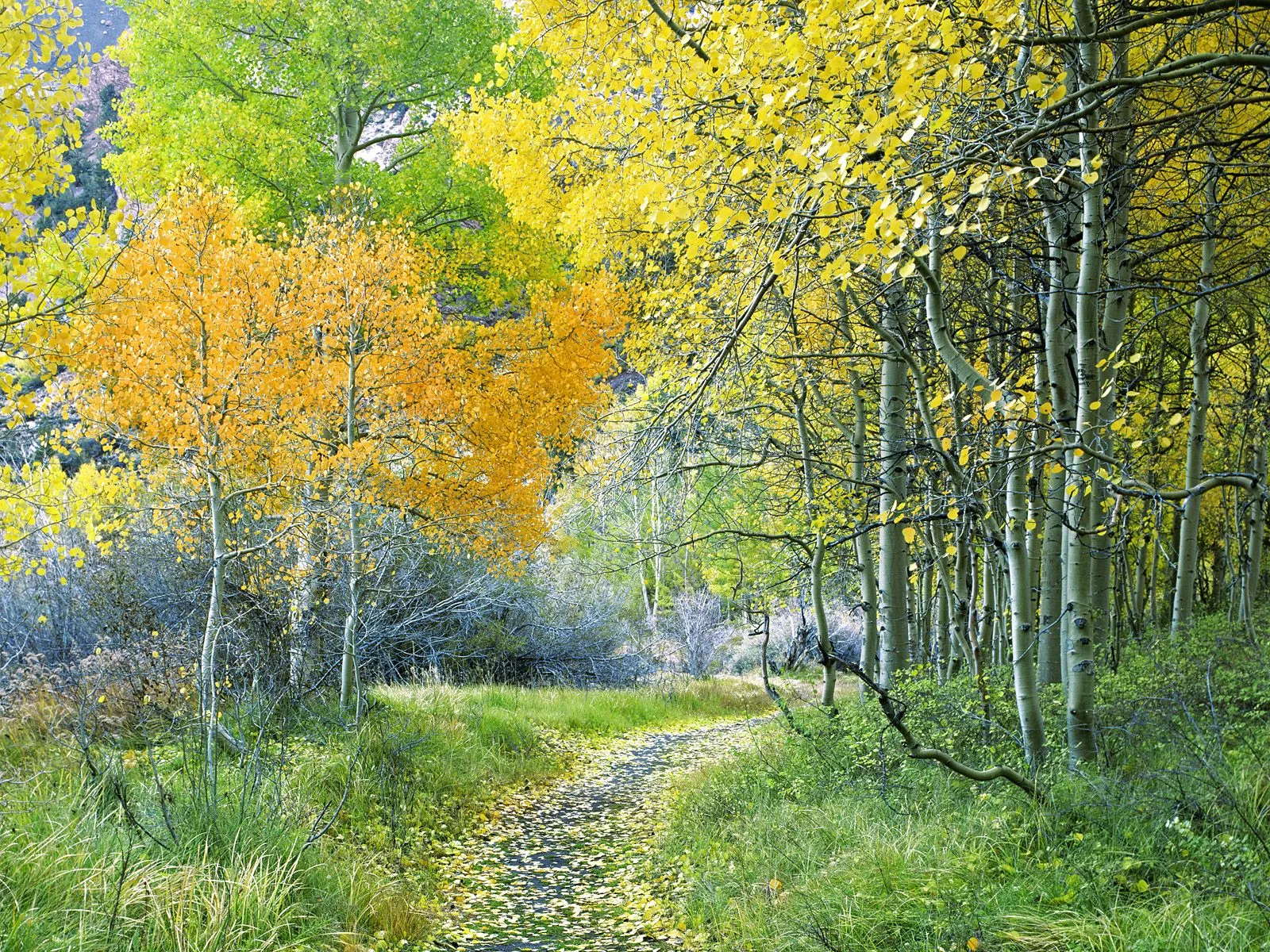 A winding path covered in fallen yellow leaves leads through a forest of aspen trees with vibrant yellow and green foliage.