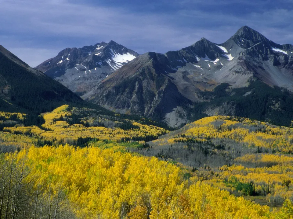 A vast expanse of golden aspen trees in full autumn color, set against a backdrop of rugged, snow-dusted mountains under a blue sky.