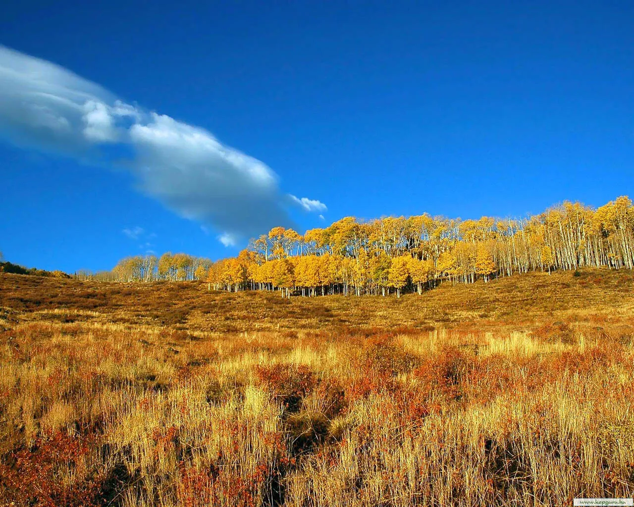 A hillside covered in golden aspen trees under a vibrant blue sky with a single wispy cloud.