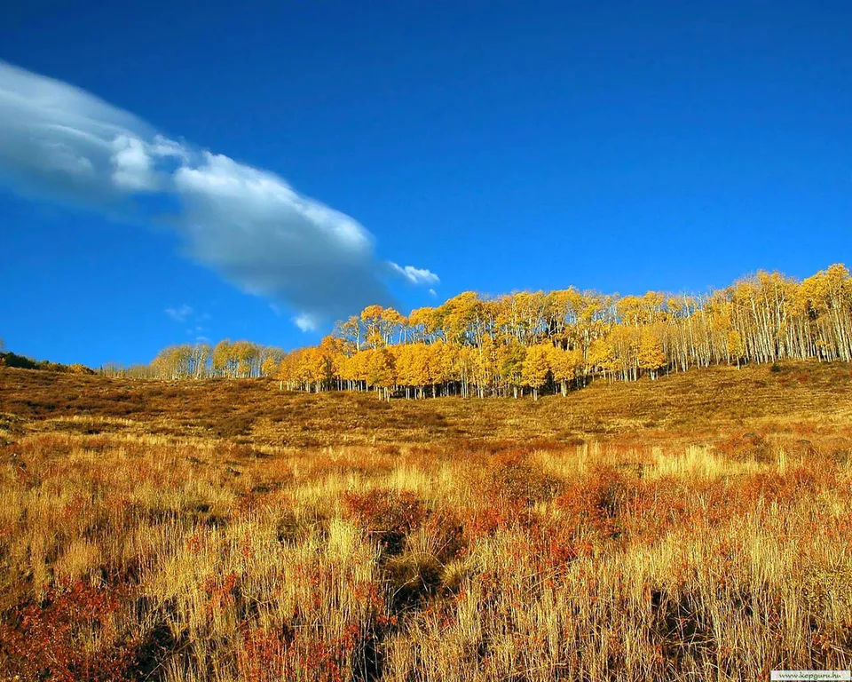 A hillside covered in golden aspen trees under a vibrant blue sky with a single wispy cloud.