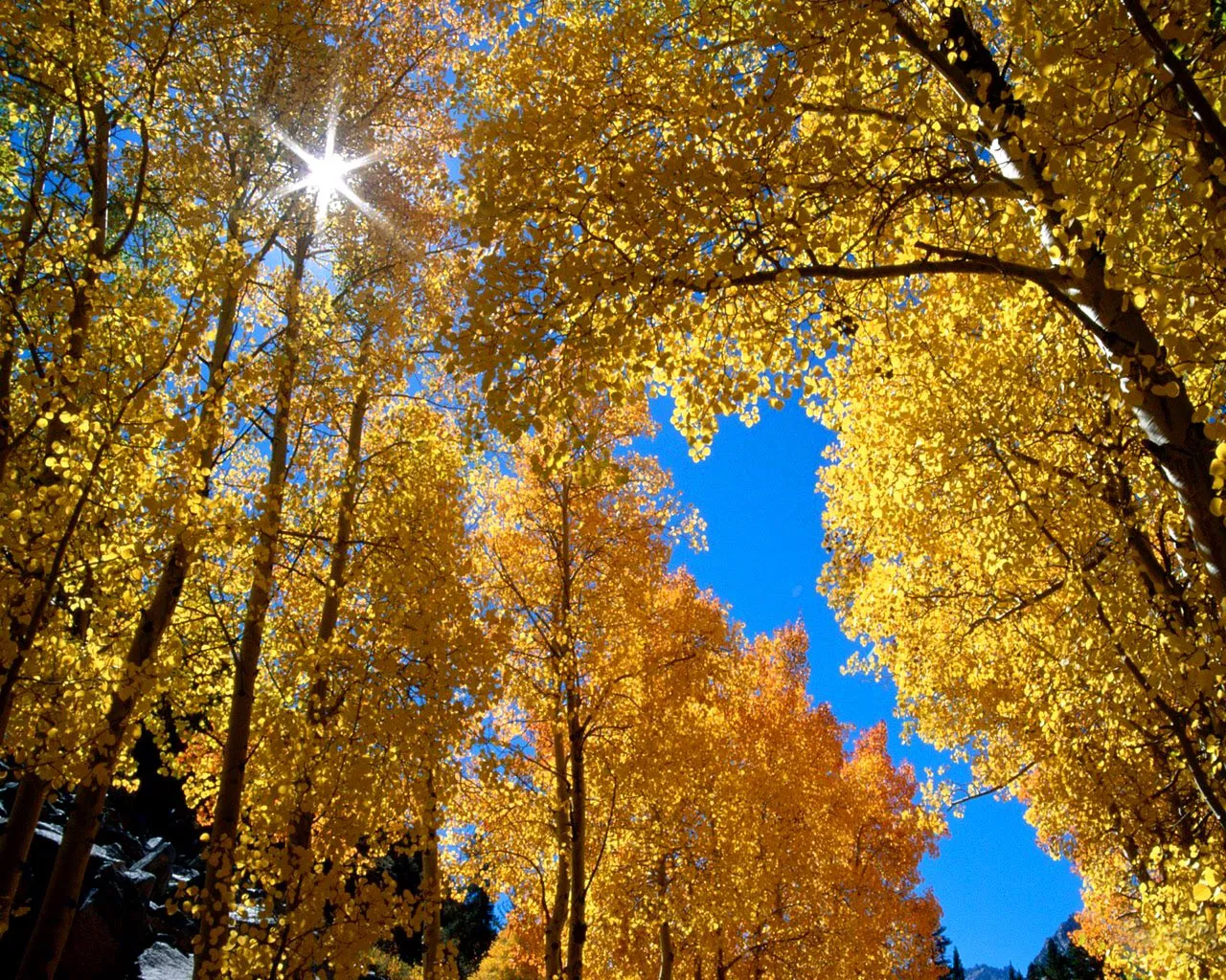 Looking up through golden aspen trees with a bright blue sky and sunburst.