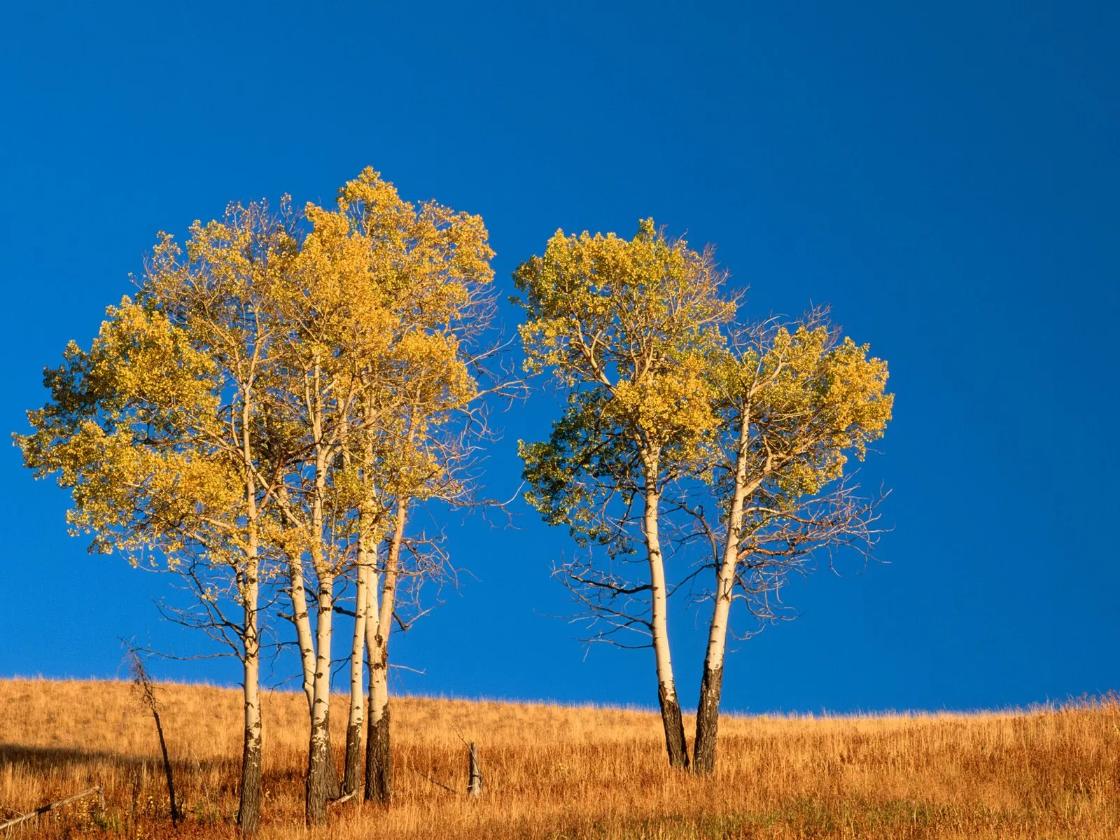 A cluster of aspen trees with golden leaves stand on a dry, grassy hillside under a vibrant blue sky.