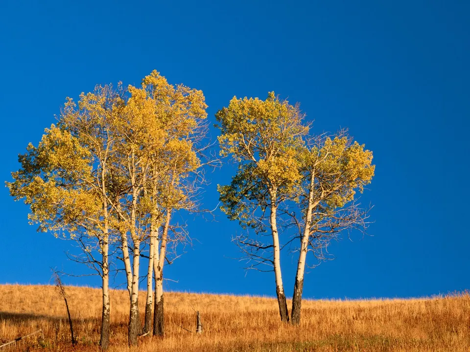 A cluster of aspen trees with golden leaves stand on a dry, grassy hillside under a vibrant blue sky.