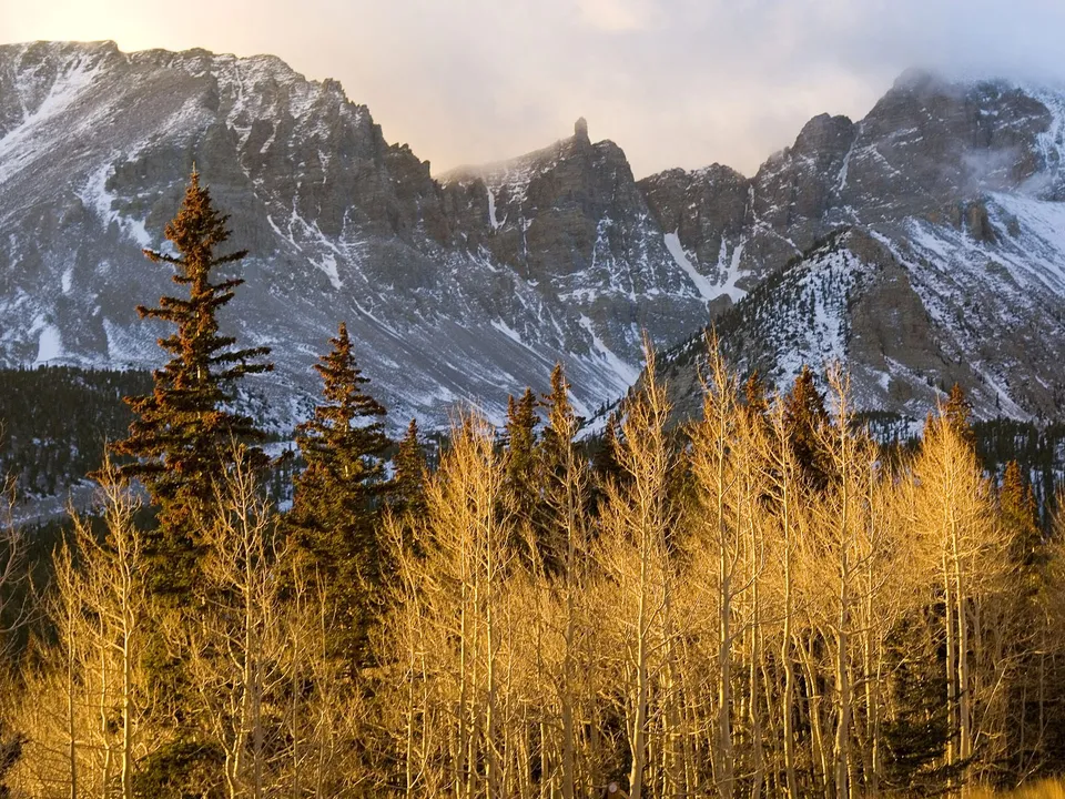 A forest of golden aspens in the foreground with snow-capped mountains in the background under a soft sky.