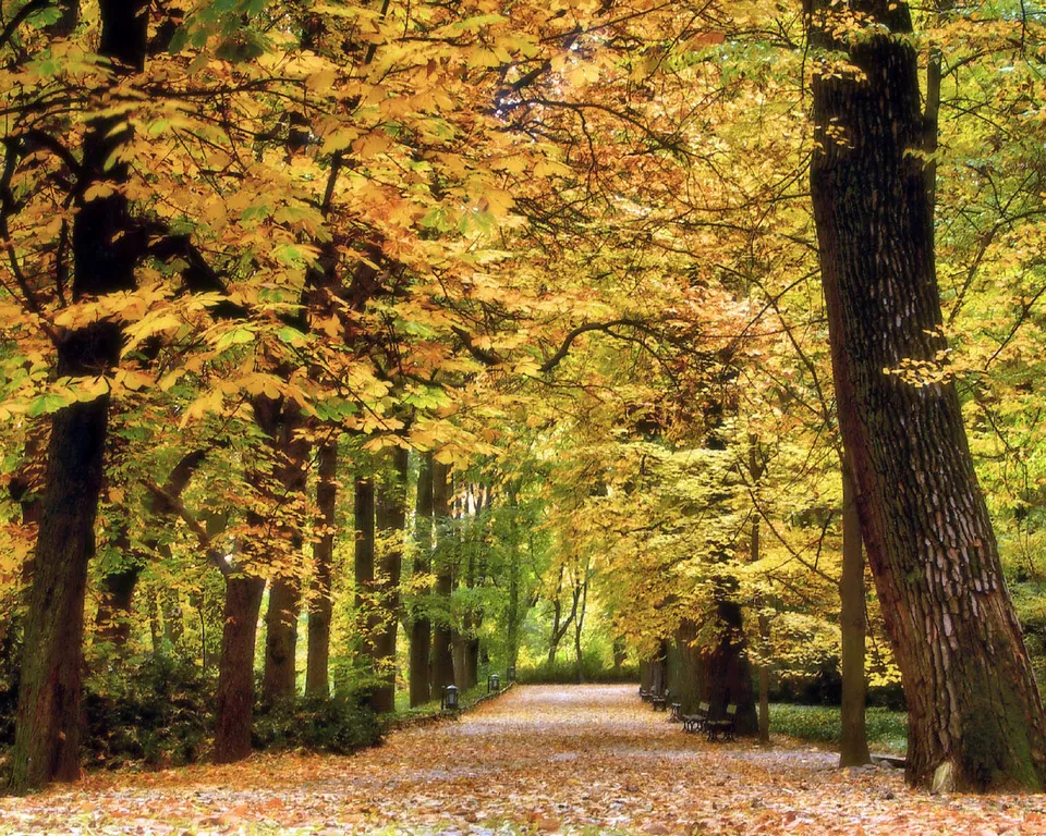 A park pathway covered in fallen leaves, leading through trees with dense golden autumn foliage.