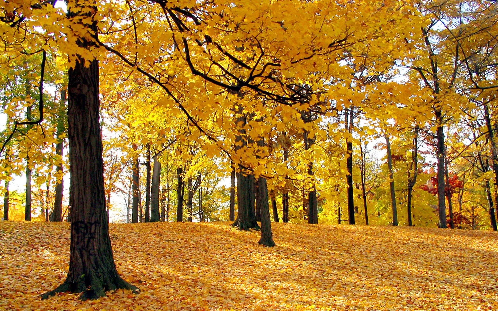 A forest floor completely covered in bright yellow autumn leaves, with trees in the background also displaying vibrant yellow foliage.
