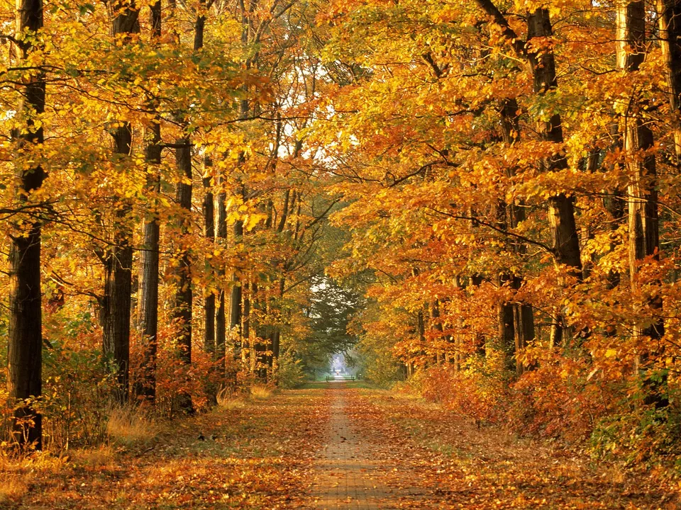 A dirt path winds through a forest lined with trees in autumn colors.