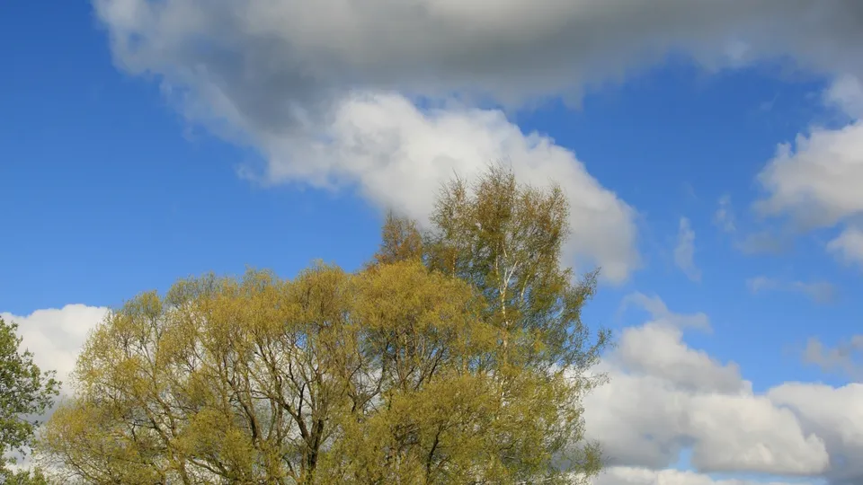The tops of trees with golden-yellow autumn leaves are visible against a blue sky with white and grey clouds.