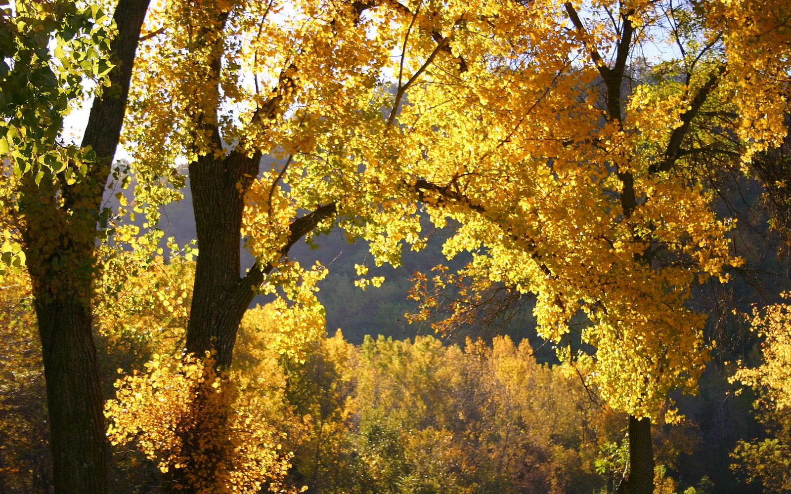 Close-up of trees with bright yellow autumn leaves illuminated by sunlight.