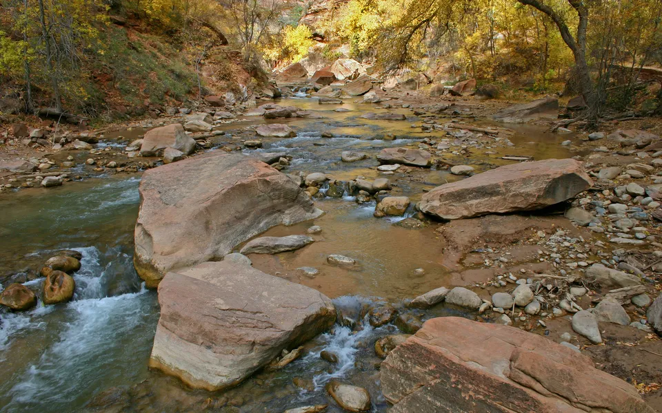 The Virgin River flows through a canyon reflecting golden autumn trees and large rocks.