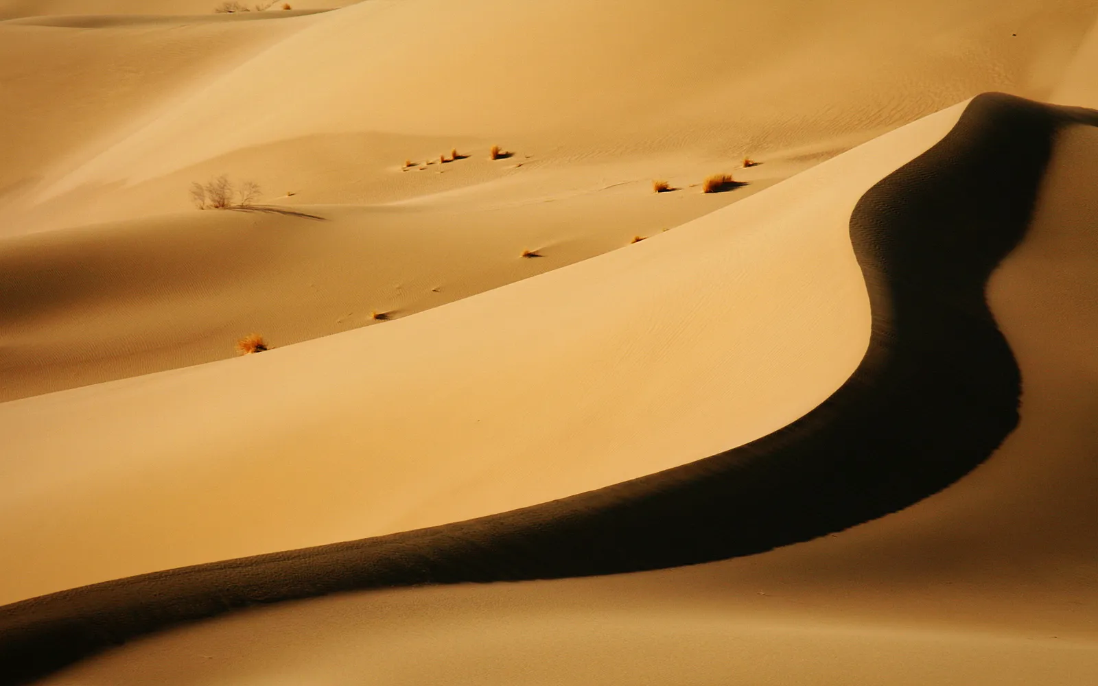 Close-up view of undulating sand dunes with sparse dry vegetation and long shadows.