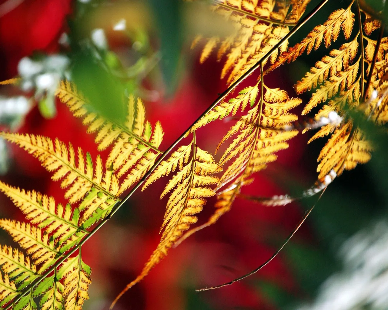 A close-up of a fern frond with yellow and green leaves, backlit by sunlight.