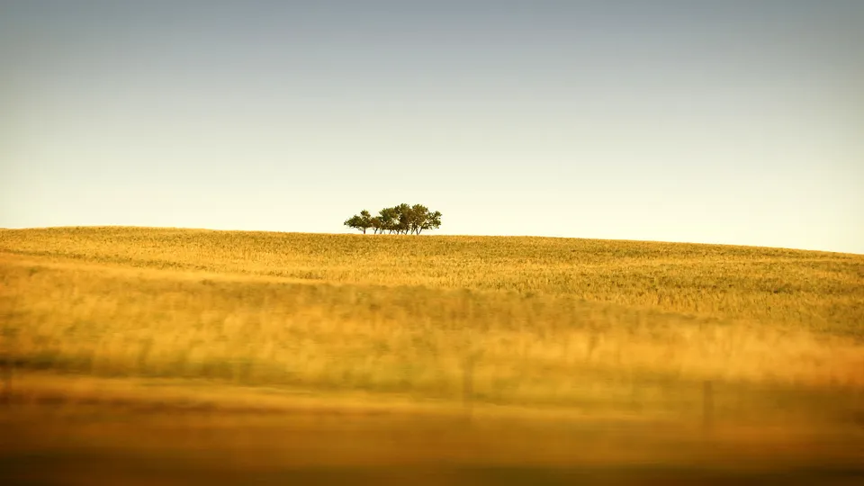 A cluster of trees stands on a golden hill under a clear sky.