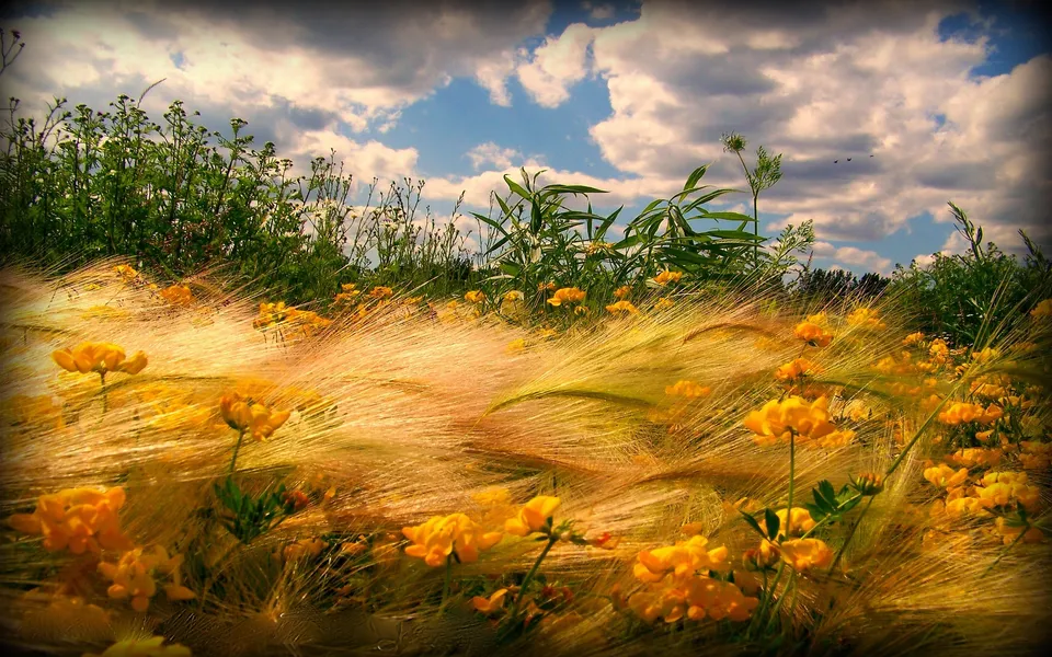 A field of golden grass and yellow wildflowers with a cloudy blue sky above.