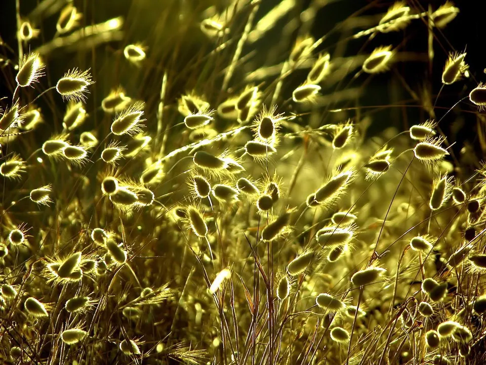 Close-up of fluffy grass seed heads backlit by golden sunlight, creating a soft, glowing effect.