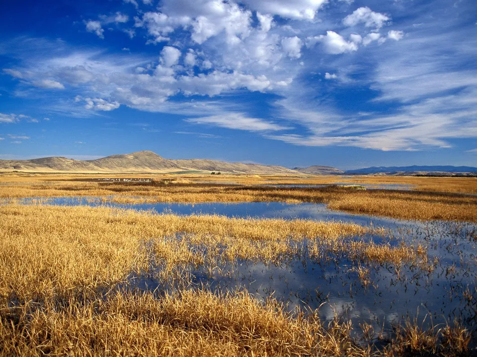A vast wetland with golden grasses and reflective pools under a bright blue sky with scattered clouds.