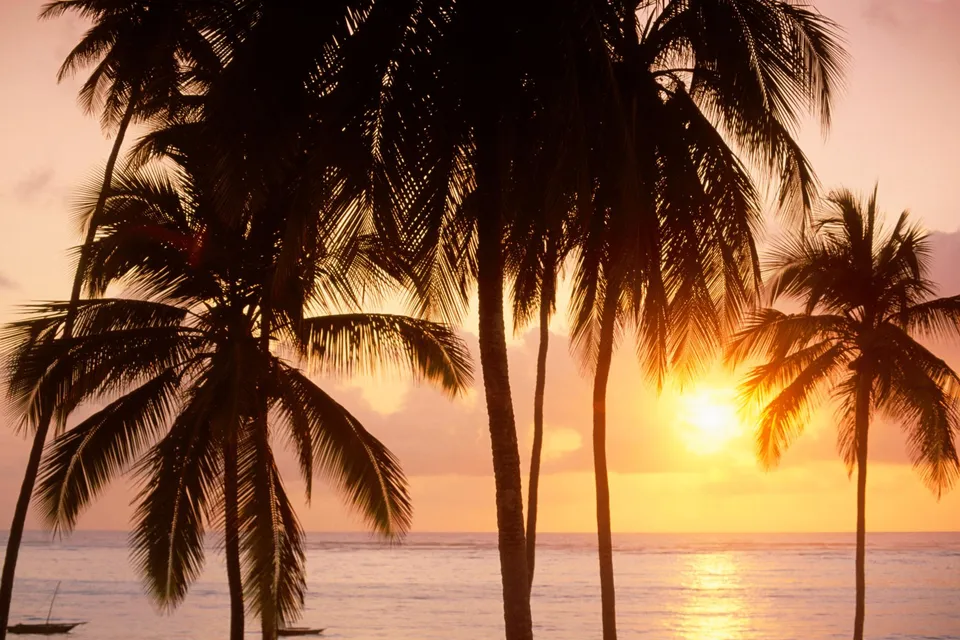 Silhouetted palm trees against a warm, golden sunset glow over the tropical ocean.