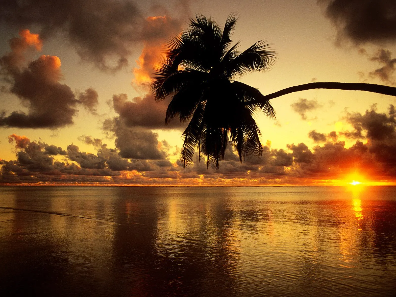 A silhouetted palm tree hangs over a calm ocean at sunset with golden light reflecting on the water.