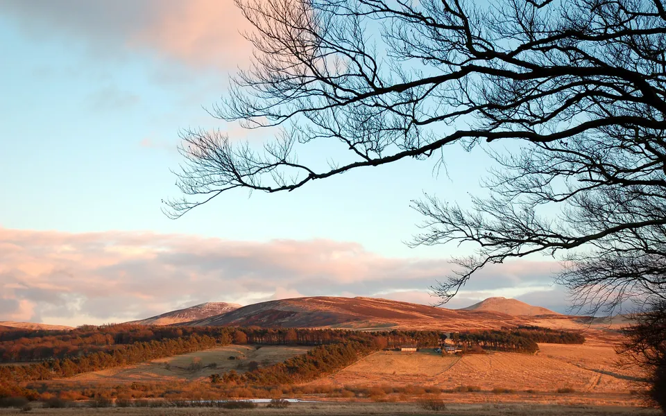 Silhouetted tree branches frame a view of rolling hills bathed in the warm light of sunset.