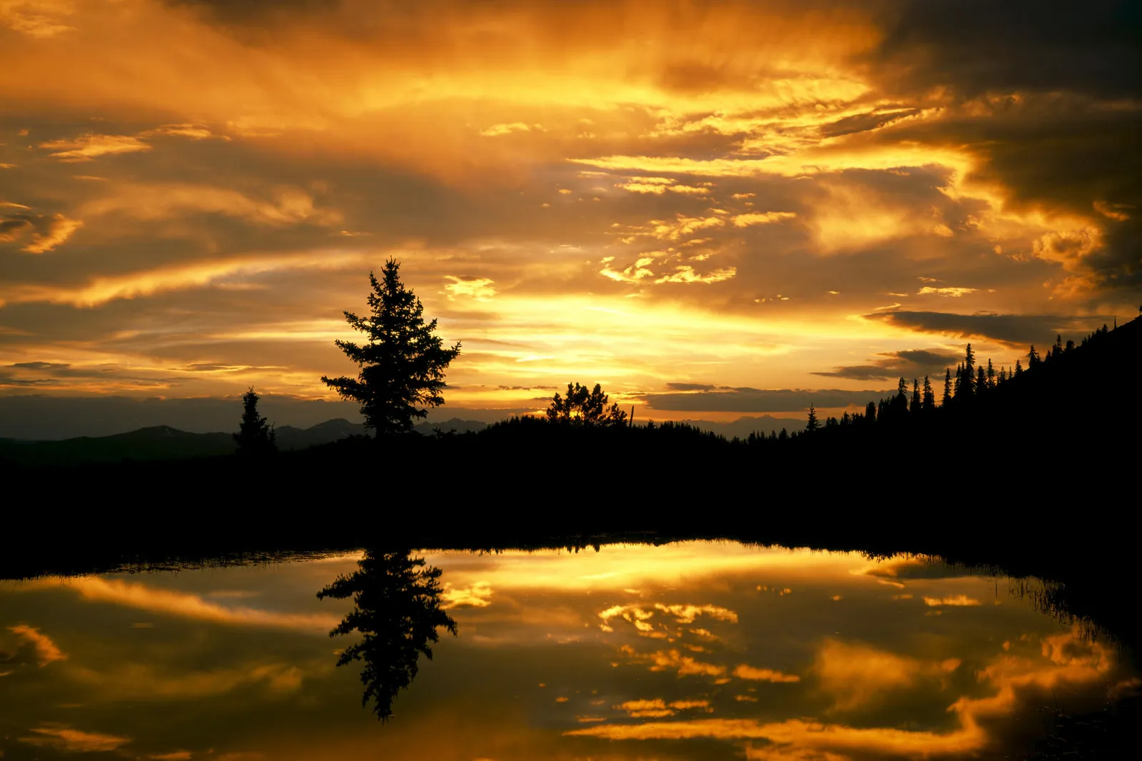 A lone pine tree silhouette stands against a dramatic golden sunset reflected in a still lake.