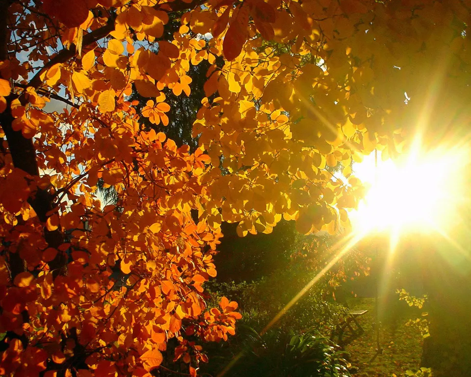 A bright sunburst shines through a canopy of vibrant orange and yellow autumn leaves.