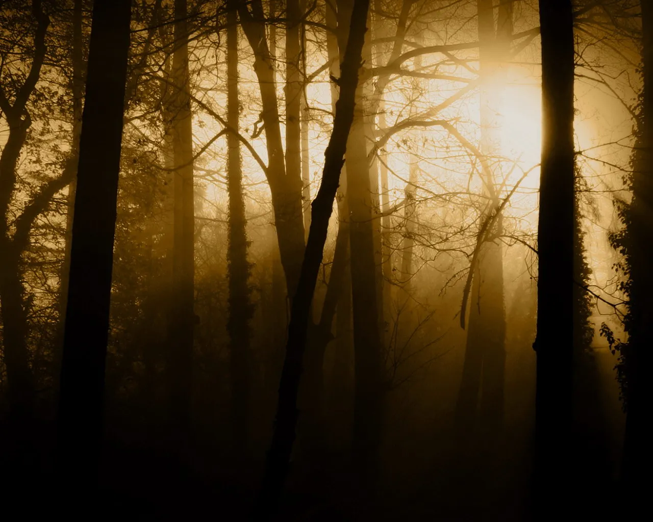 Golden sunlight filters through misty forest trees, creating dramatic light rays.