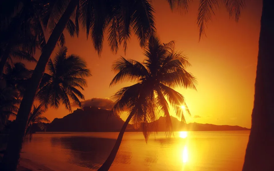 Silhouetted palm trees and distant mountains are seen against a golden sunset reflecting on a calm ocean.