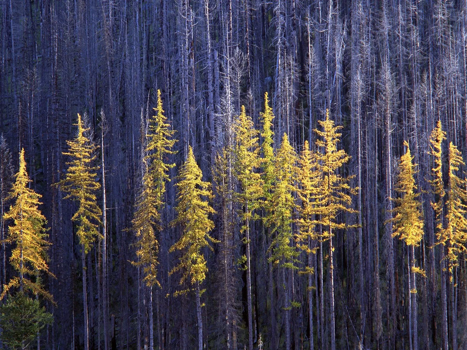 A stand of bright golden larch trees contrasts with a dense background of dark, bare trees.