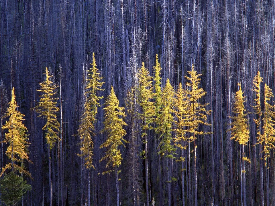 A stand of bright golden larch trees contrasts with a dense background of dark, bare trees.