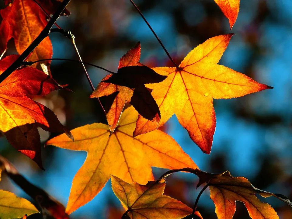 Close-up of bright yellow and orange maple leaves with visible veins against a clear blue sky.