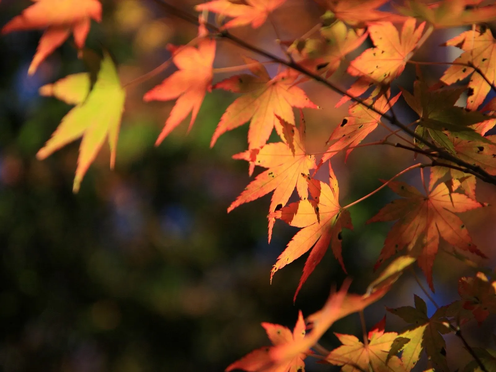 Maple leaves in shades of yellow, orange, and red are lit by warm sunlight, with a dark blurred background.