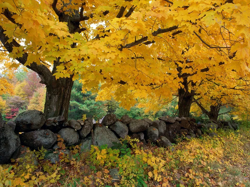 Two large maple trees with bright yellow leaves stand behind a rustic stone wall, with fallen leaves scattered on the ground.