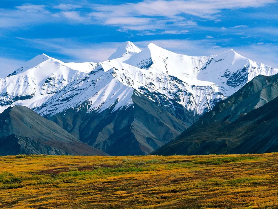 A vibrant field of golden vegetation stretches out below immense, snow-capped mountain peaks under a blue sky.
