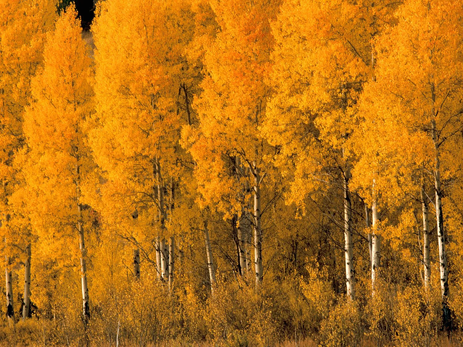 A dense forest of aspen trees with brilliant golden-orange leaves illuminated by sunlight.