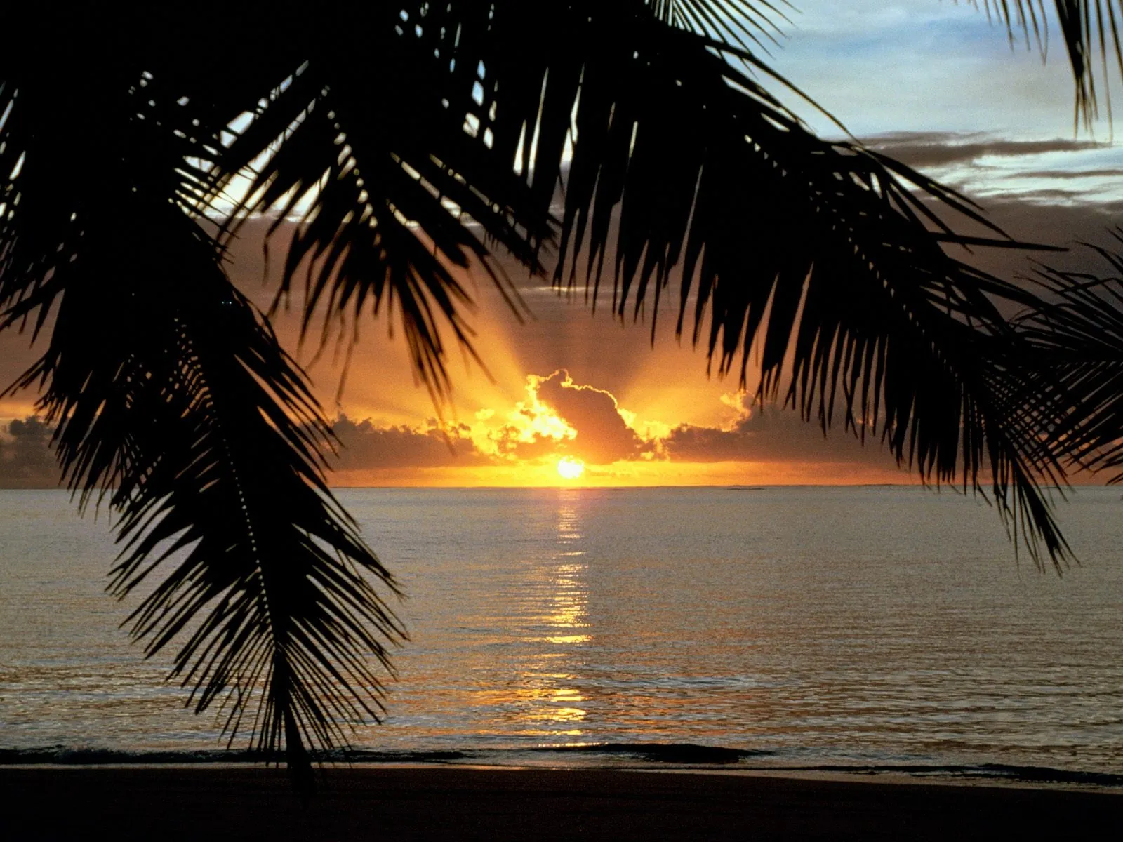 Palm fronds frame a tropical sunset with golden rays shining through clouds.
