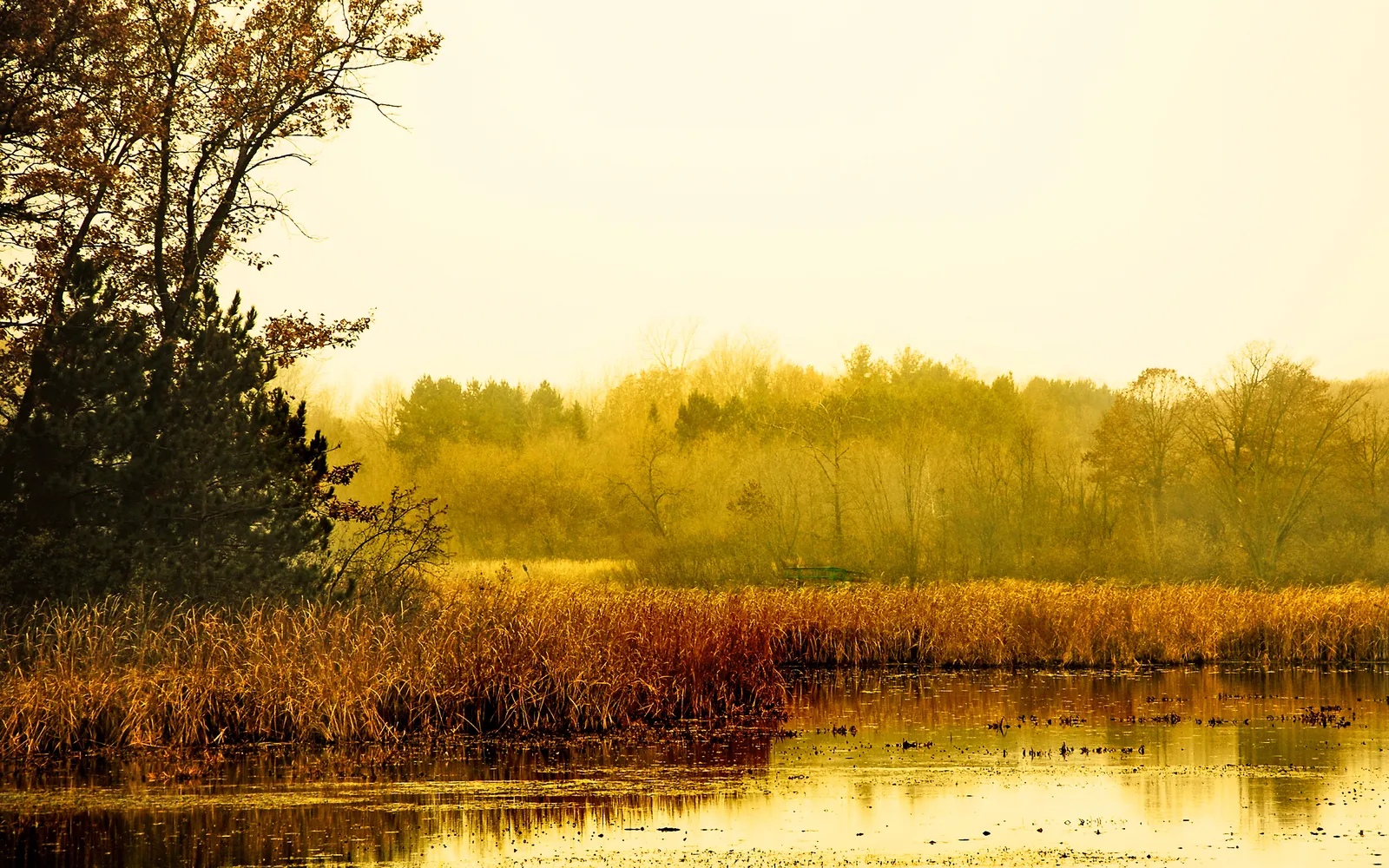 A tranquil marsh scene with golden reeds in the foreground and trees in the background, reflected in still water.