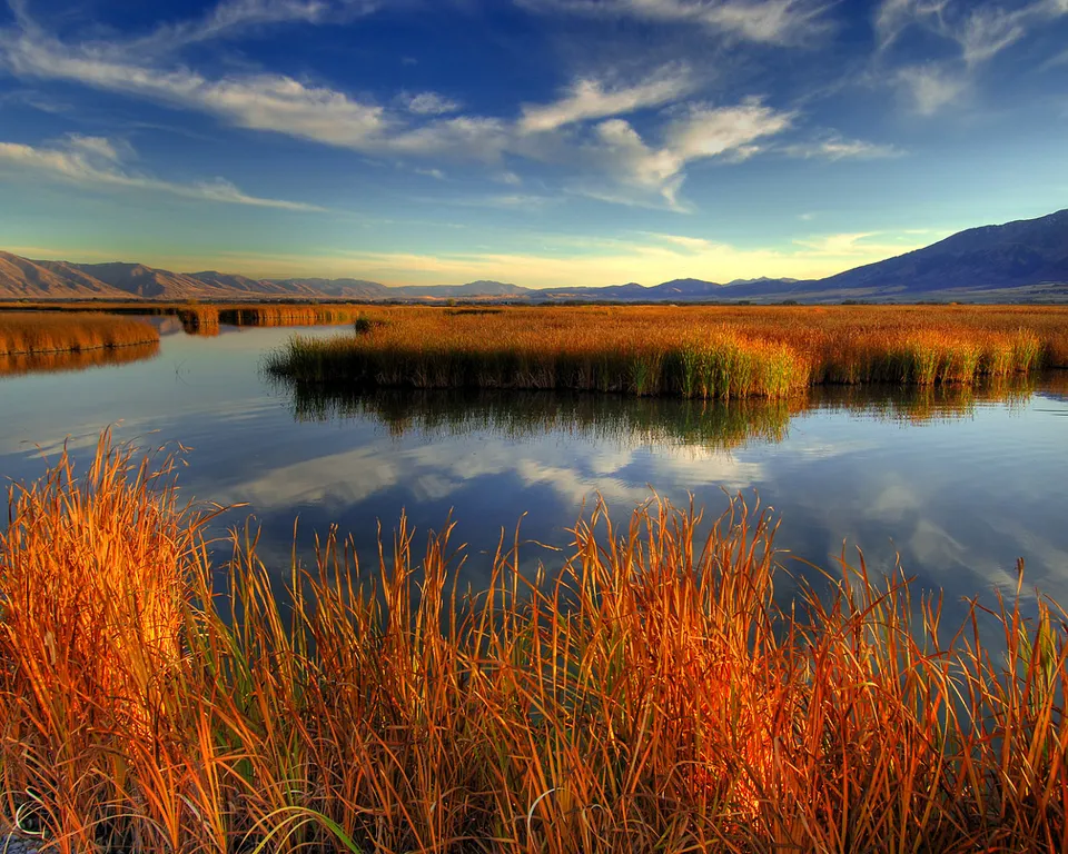 A tranquil marsh scene with golden reeds in the foreground and reflections in the water under a blue sky with clouds.