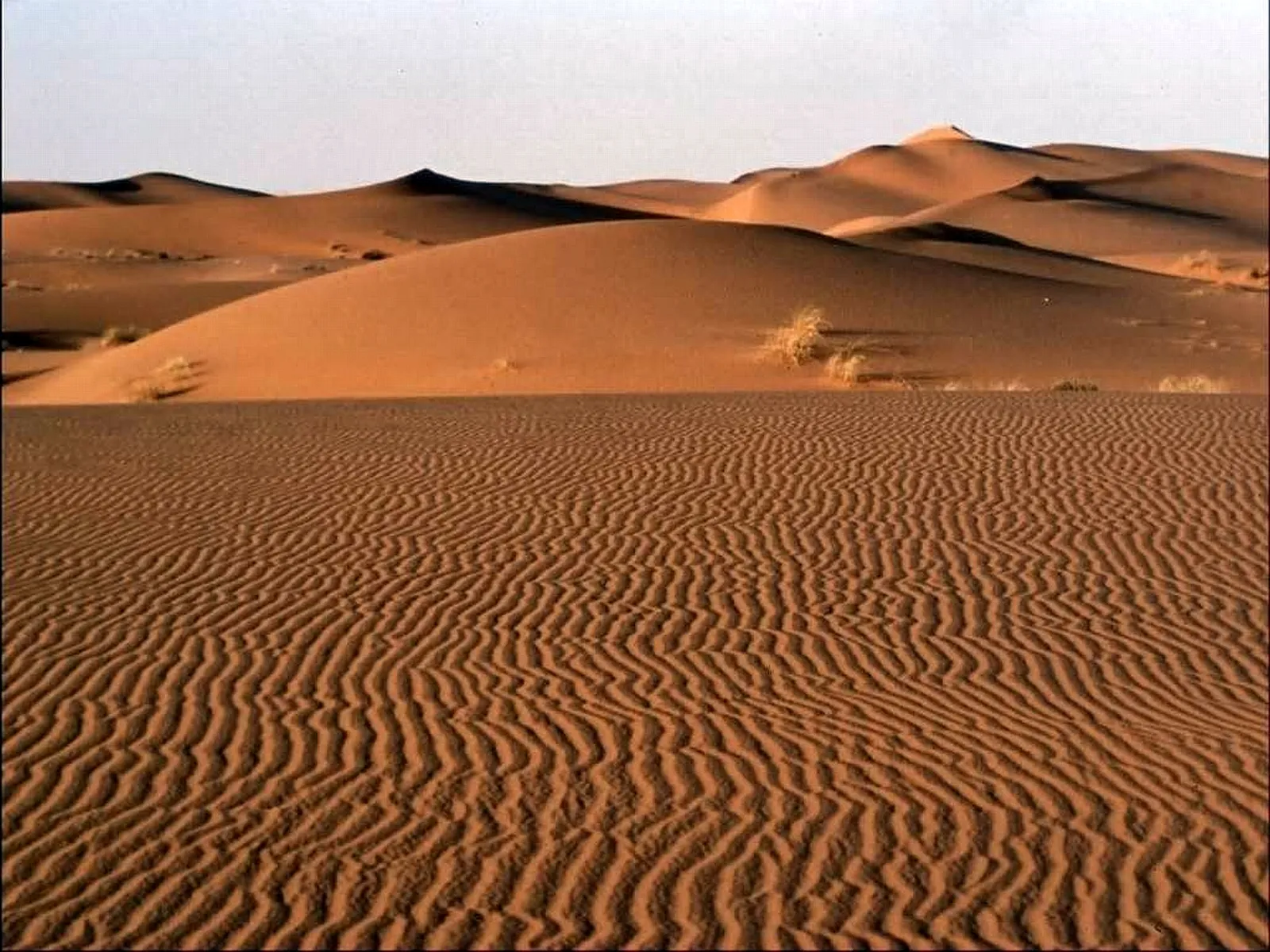 Golden sand dunes show intricate ripple patterns under a clear sky.