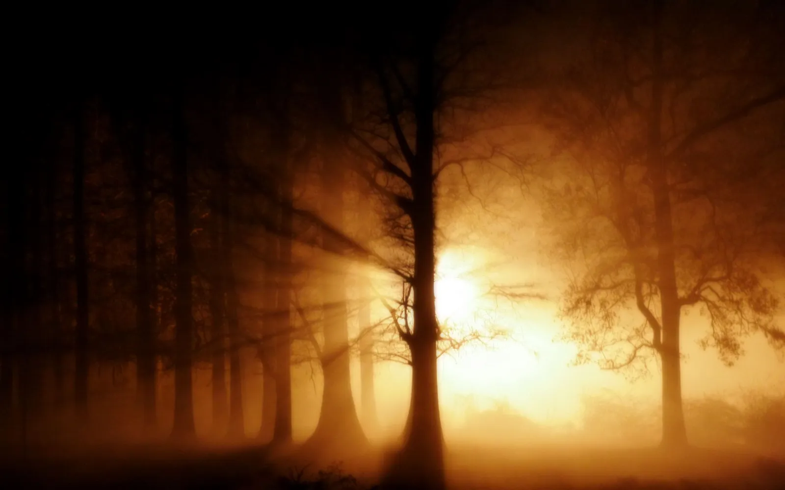 Golden sunbeams cut through a foggy forest, illuminating the mist.