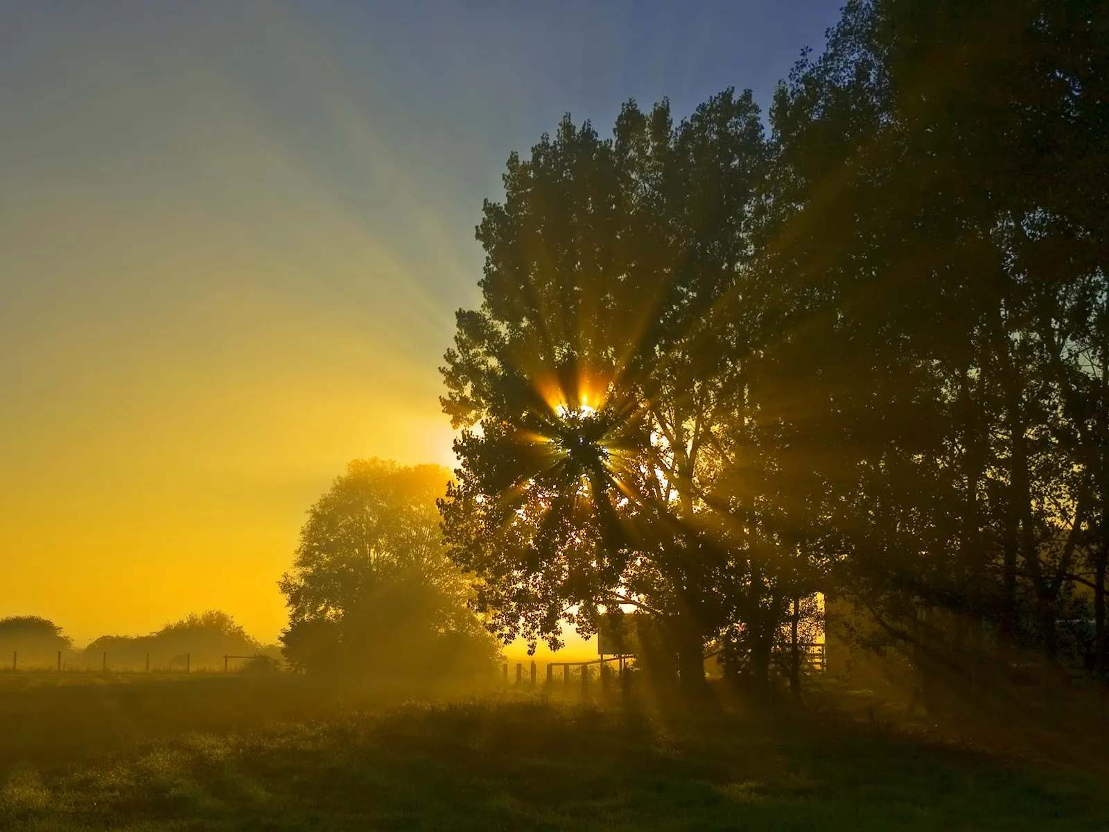 Sunbeams shine through trees on a misty morning with golden light.