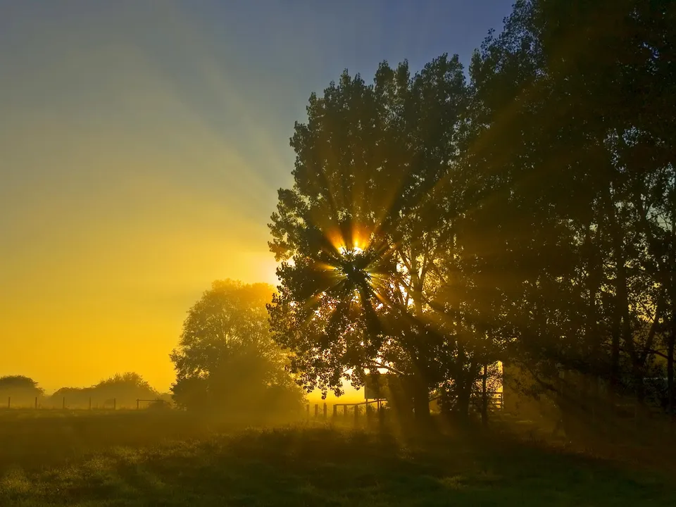 Sunbeams shine through trees on a misty morning with golden light.