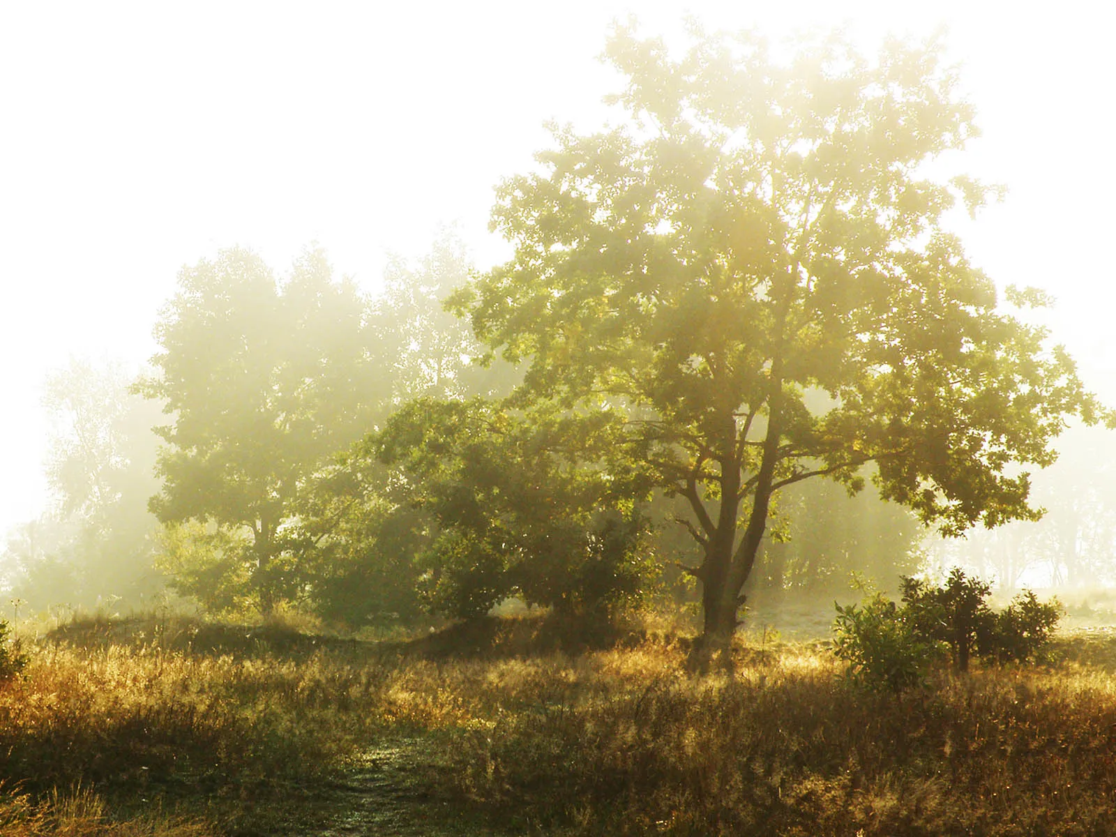 Golden sunlight streams through morning mist, highlighting a large oak tree in a meadow.