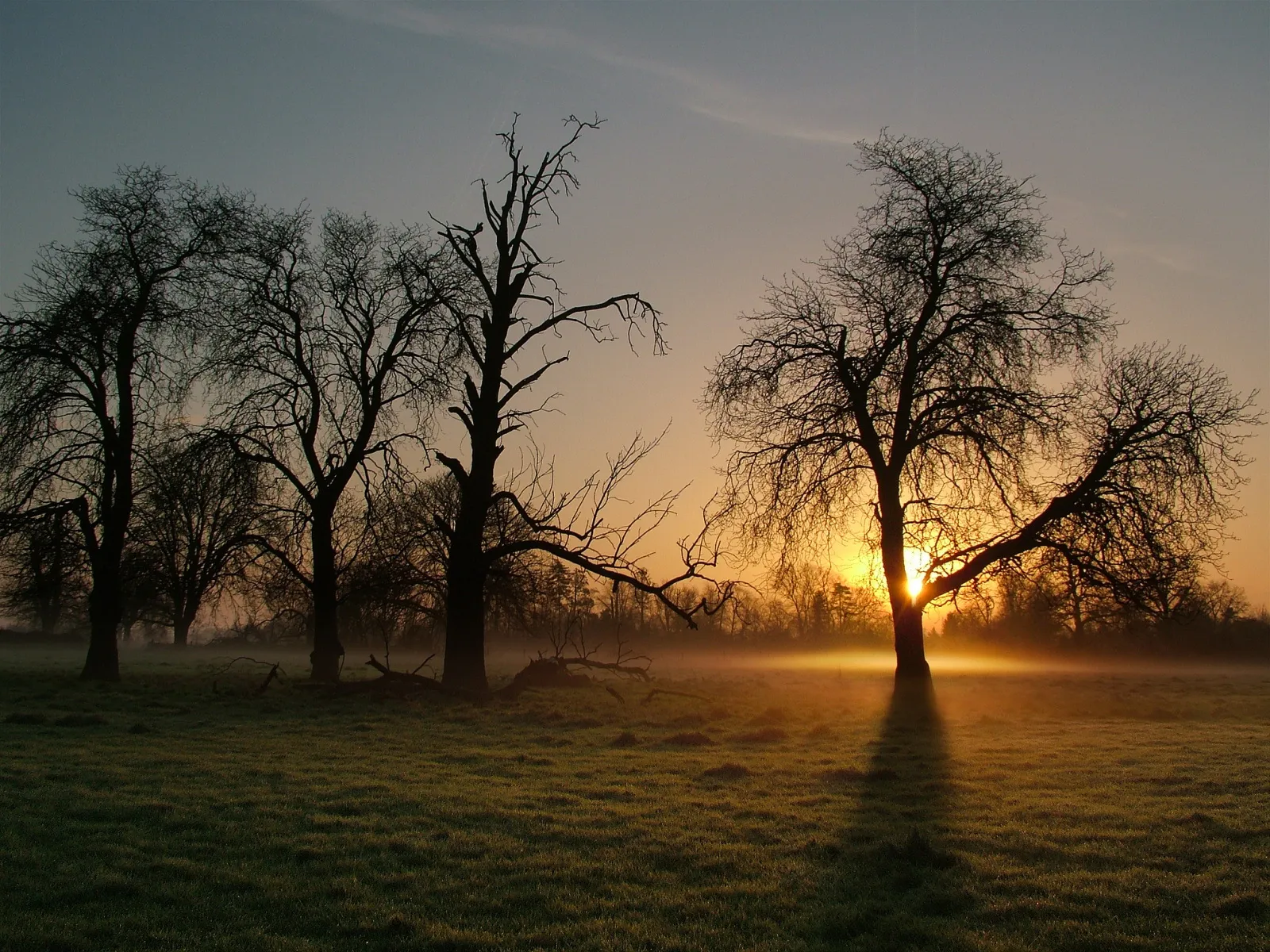 Silhouetted trees stand in a misty field as the sun rises, casting long shadows.