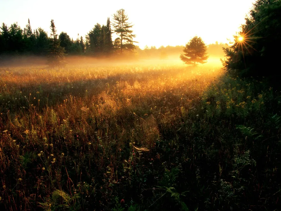 A misty meadow bathed in golden sunrise light, with trees silhouetted in the background.