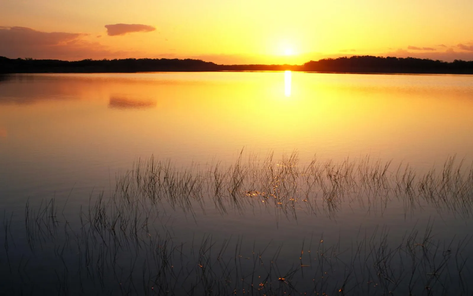 A vibrant sunrise casts a golden glow over a tranquil lake with reeds reflecting in the water.