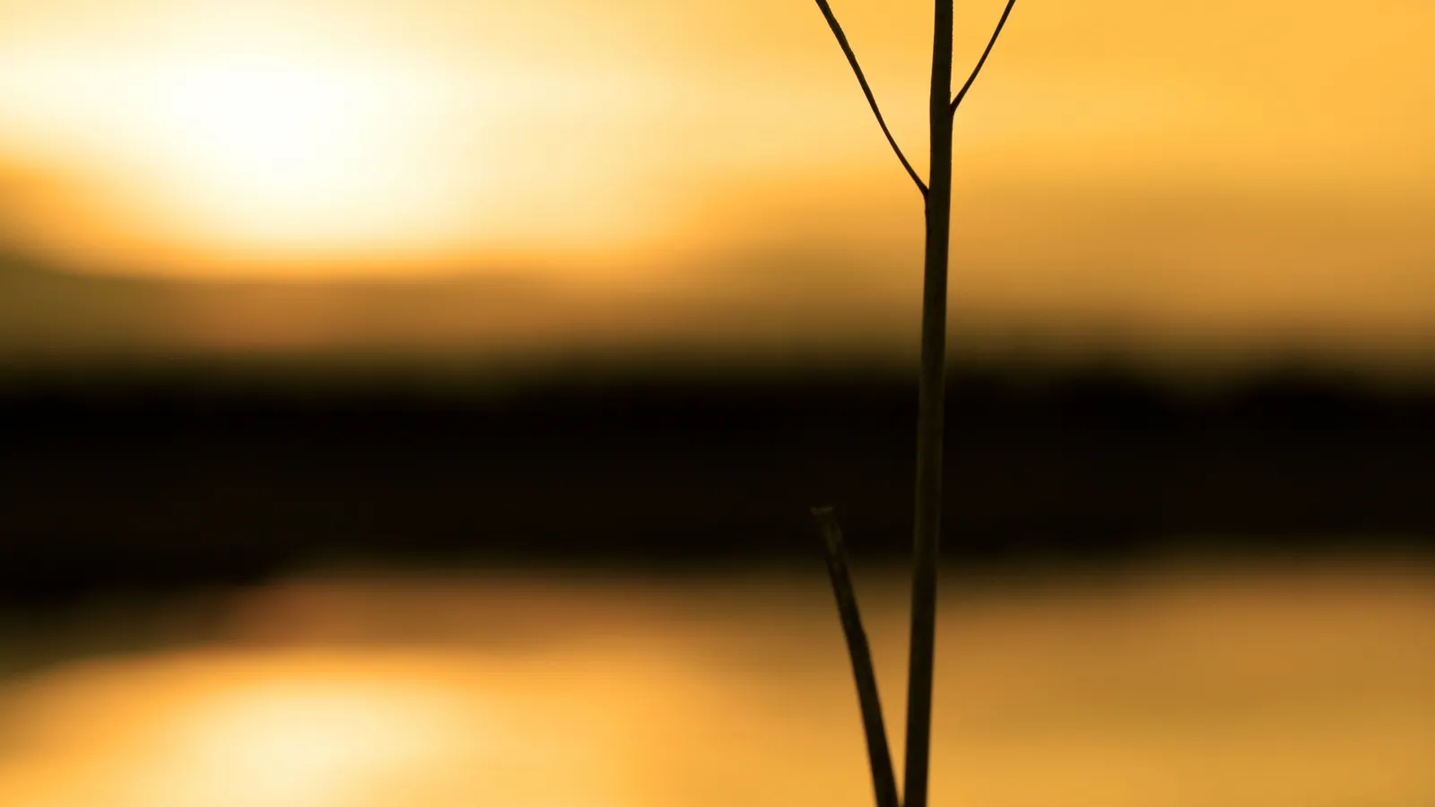 A thin stalk of grass is silhouetted against a bright, golden sunset over a dark body of water.