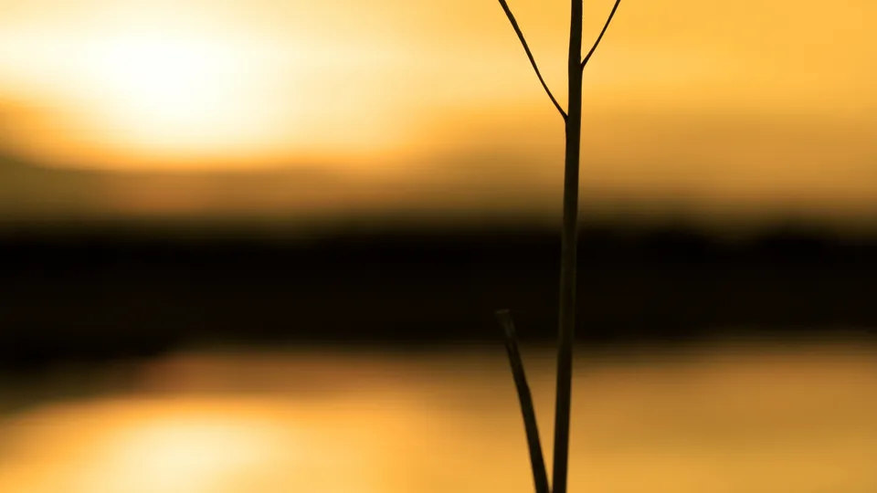 A thin stalk of grass is silhouetted against a bright, golden sunset over a dark body of water.