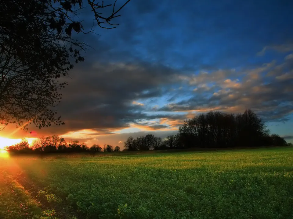 Setting sun illuminates a vibrant green field with golden rays and silhouetted trees.