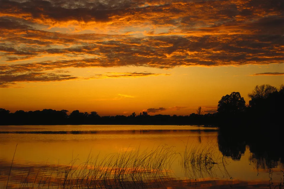 A golden sunset reflects on a calm lake with reeds in the foreground.