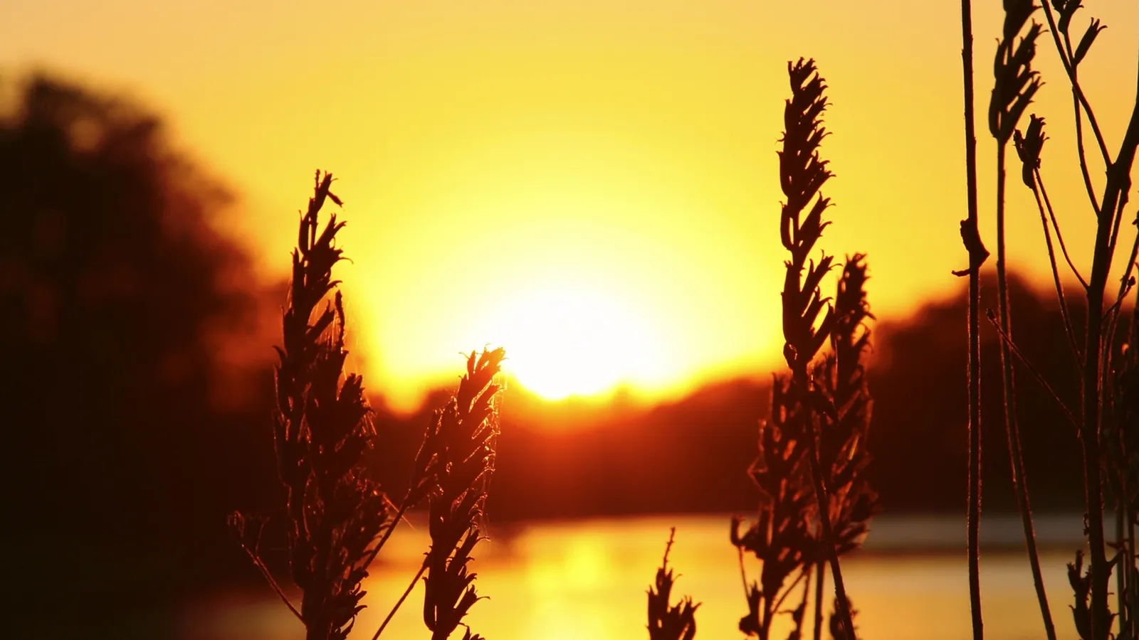 Silhouetted tall grass in the foreground with a bright, golden sunset over a body of water in the background.